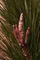 Pinus attenuata IMG_9175 Sosna bulwiasta